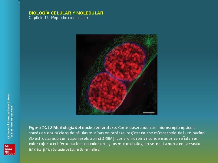 BIOLOGÍA CELULAR Y MOLECULAR Todos los derechos reservados. Mc. Graw-Hill Interamericana Editores Capítulo 14.