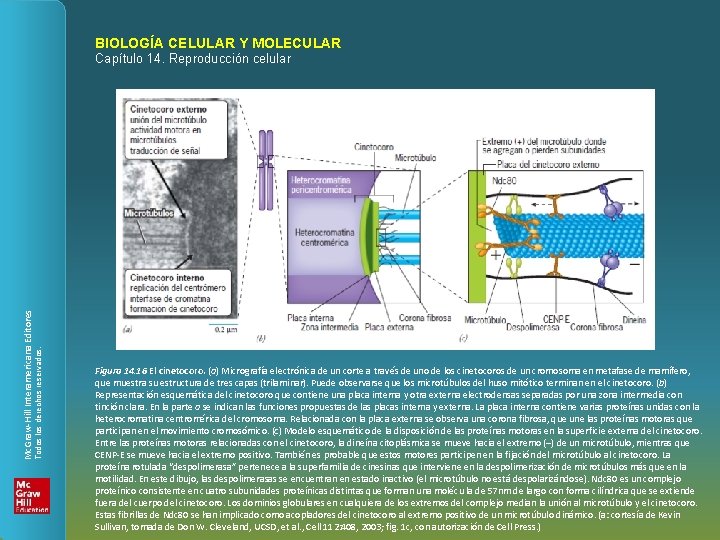 BIOLOGÍA CELULAR Y MOLECULAR Todos los derechos reservados. Mc. Graw-Hill Interamericana Editores Capítulo 14.