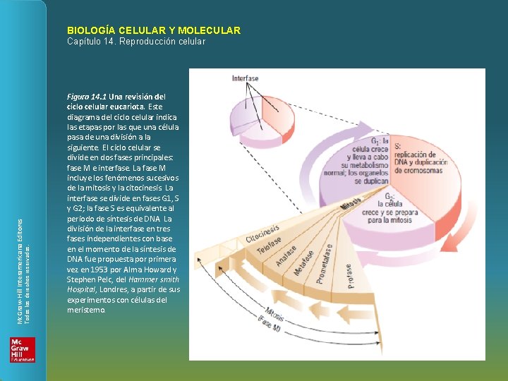 BIOLOGÍA CELULAR Y MOLECULAR Todos los derechos reservados. Mc. Graw-Hill Interamericana Editores Capítulo 14.