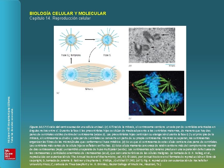 BIOLOGÍA CELULAR Y MOLECULAR Todos los derechos reservados. Mc. Graw-Hill Interamericana Editores Capítulo 14.