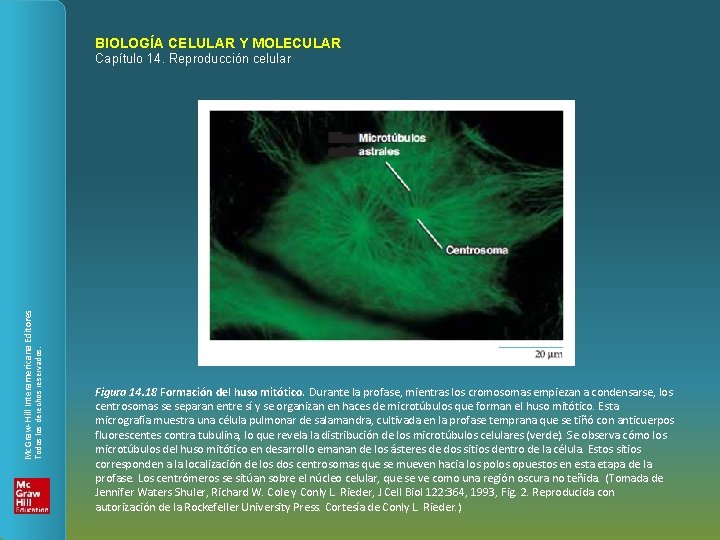 BIOLOGÍA CELULAR Y MOLECULAR Todos los derechos reservados. Mc. Graw-Hill Interamericana Editores Capítulo 14.