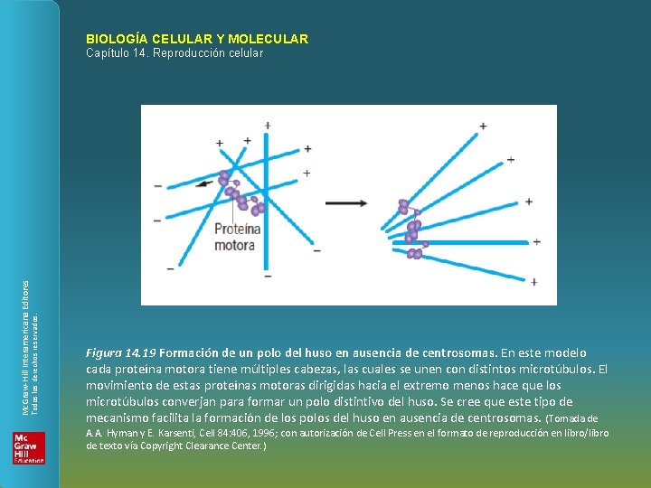 BIOLOGÍA CELULAR Y MOLECULAR Todos los derechos reservados. Mc. Graw-Hill Interamericana Editores Capítulo 14.