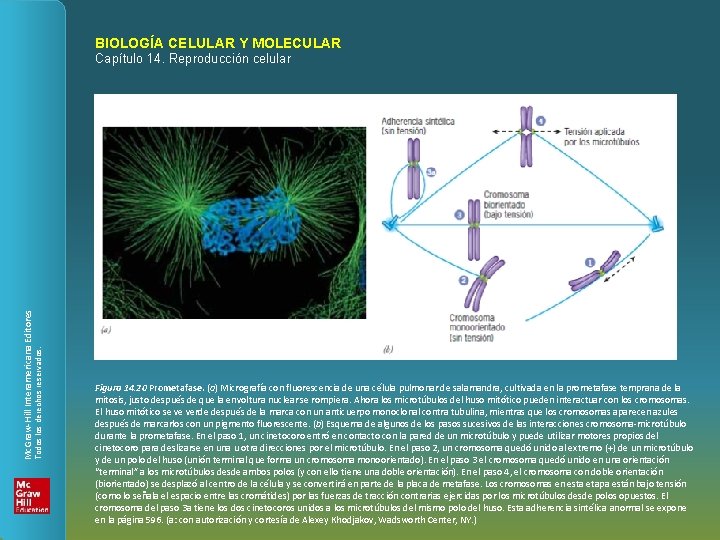 BIOLOGÍA CELULAR Y MOLECULAR Todos los derechos reservados. Mc. Graw-Hill Interamericana Editores Capítulo 14.