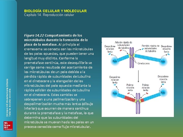 BIOLOGÍA CELULAR Y MOLECULAR Todos los derechos reservados. Mc. Graw-Hill Interamericana Editores Capítulo 14.