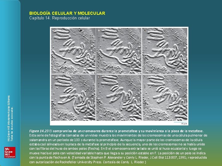 BIOLOGÍA CELULAR Y MOLECULAR Todos los derechos reservados. Mc. Graw-Hill Interamericana Editores Capítulo 14.