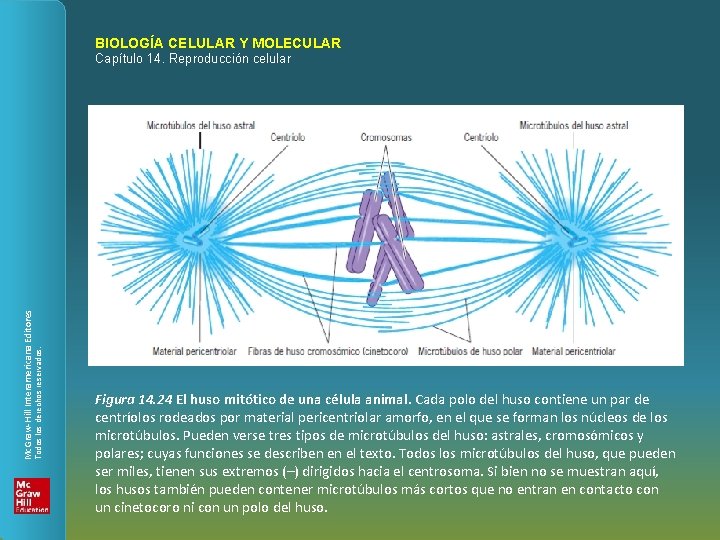 BIOLOGÍA CELULAR Y MOLECULAR Todos los derechos reservados. Mc. Graw-Hill Interamericana Editores Capítulo 14.