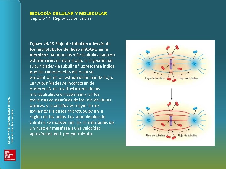 BIOLOGÍA CELULAR Y MOLECULAR Todos los derechos reservados. Mc. Graw-Hill Interamericana Editores Capítulo 14.