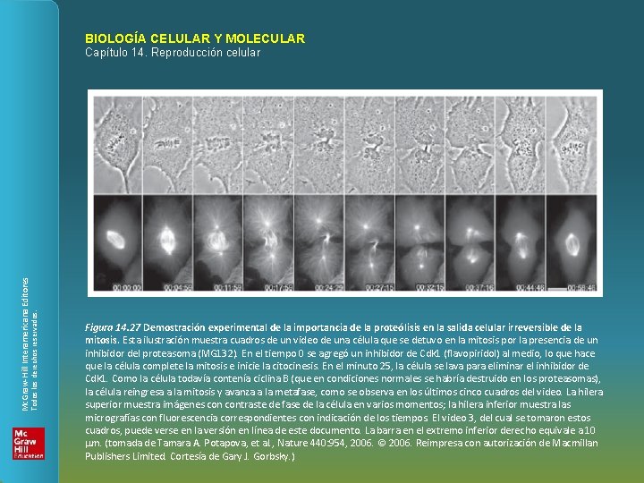 BIOLOGÍA CELULAR Y MOLECULAR Todos los derechos reservados. Mc. Graw-Hill Interamericana Editores Capítulo 14.