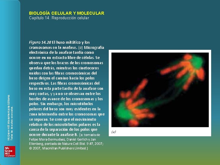 BIOLOGÍA CELULAR Y MOLECULAR Todos los derechos reservados. Mc. Graw-Hill Interamericana Editores Capítulo 14.