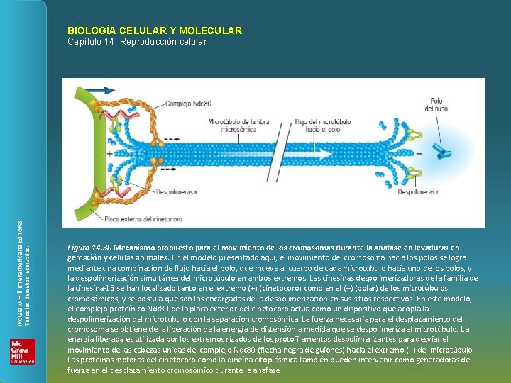 BIOLOGÍA CELULAR Y MOLECULAR Todos los derechos reservados. Mc. Graw-Hill Interamericana Editores Capítulo 14.