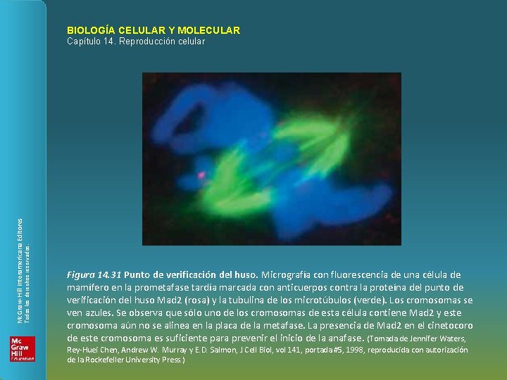 BIOLOGÍA CELULAR Y MOLECULAR Todos los derechos reservados. Mc. Graw-Hill Interamericana Editores Capítulo 14.