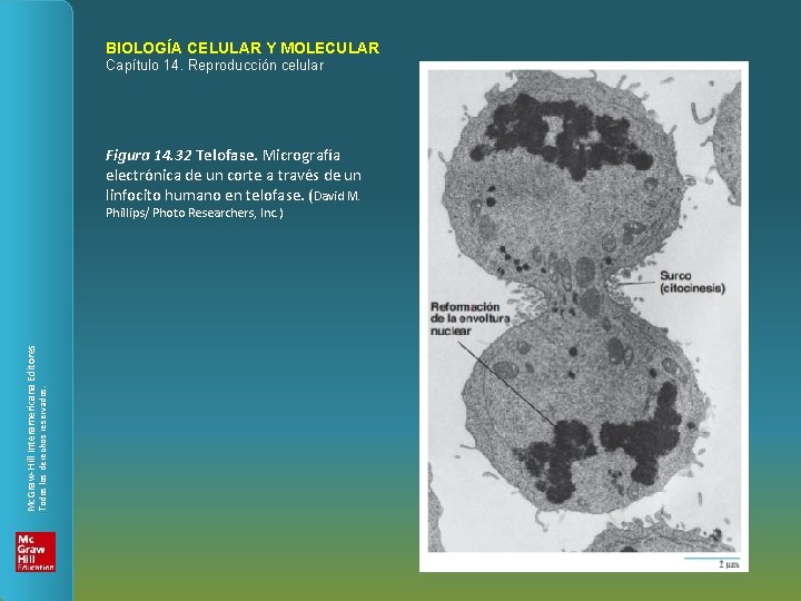 BIOLOGÍA CELULAR Y MOLECULAR Capítulo 14. Reproducción celular Figura 14. 32 Telofase. Micrografía electrónica