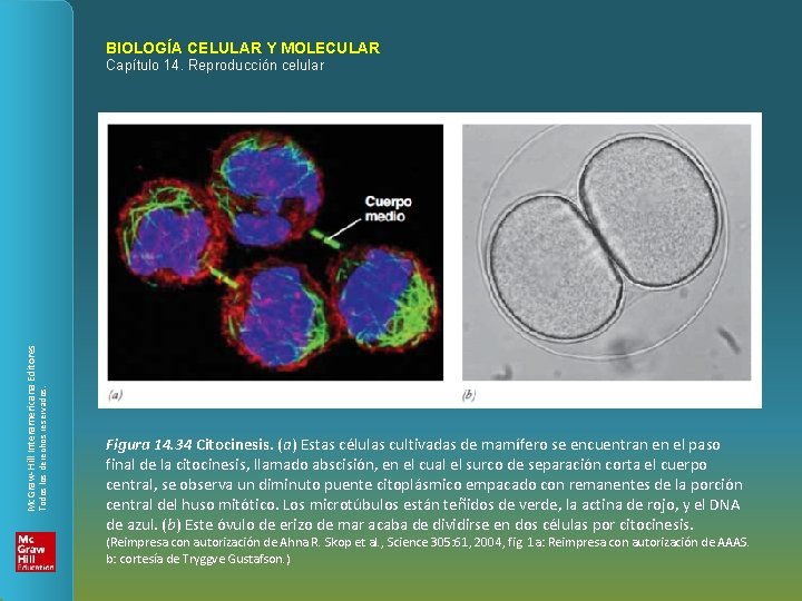 BIOLOGÍA CELULAR Y MOLECULAR Todos los derechos reservados. Mc. Graw-Hill Interamericana Editores Capítulo 14.