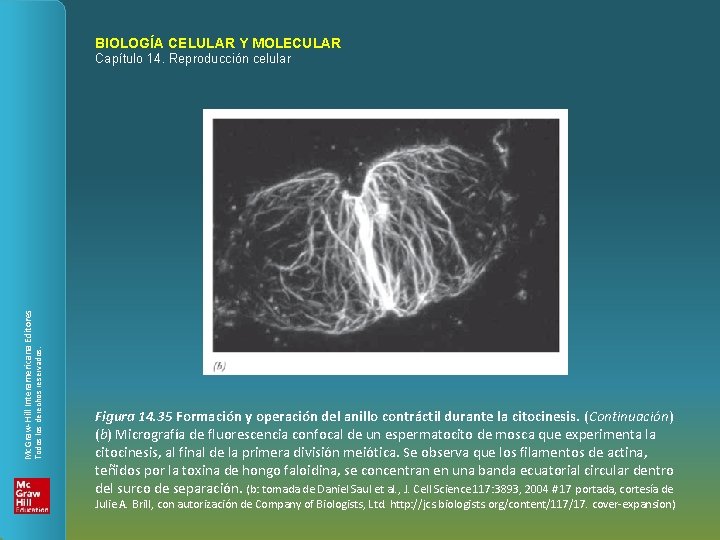 BIOLOGÍA CELULAR Y MOLECULAR Todos los derechos reservados. Mc. Graw-Hill Interamericana Editores Capítulo 14.