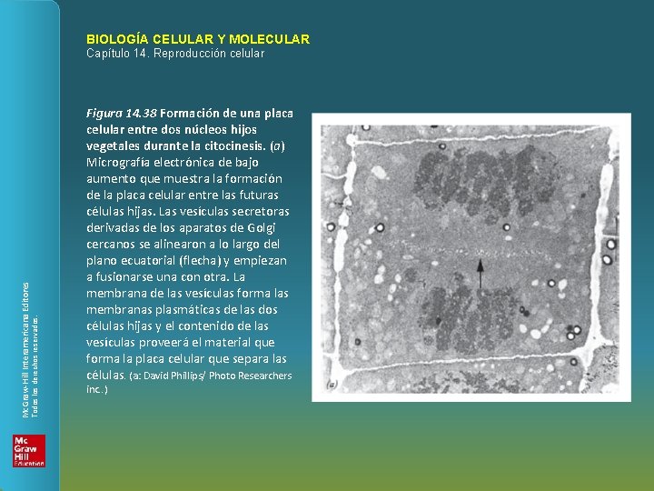 BIOLOGÍA CELULAR Y MOLECULAR Todos los derechos reservados. Mc. Graw-Hill Interamericana Editores Capítulo 14.