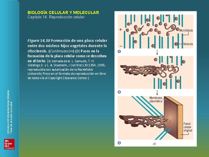 BIOLOGÍA CELULAR Y MOLECULAR Capítulo 14. Reproducción celular Figura 14. 38 Formación de una