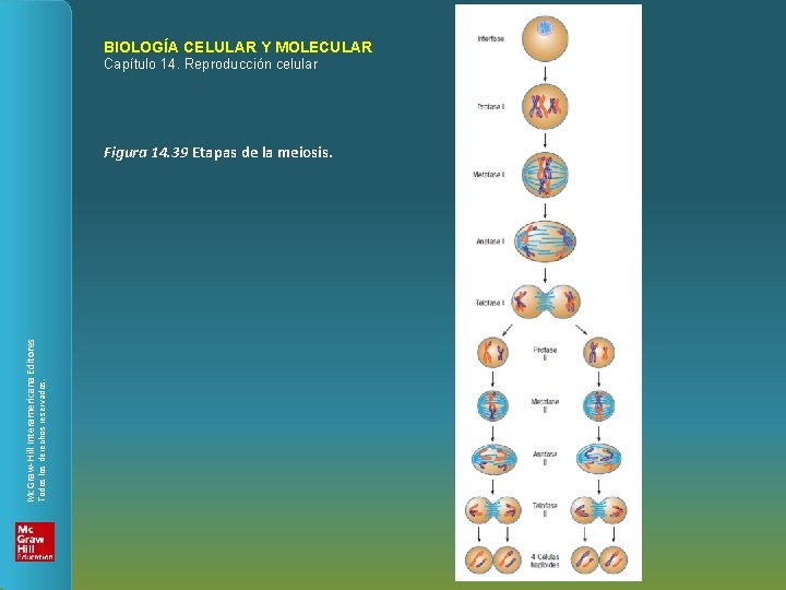 BIOLOGÍA CELULAR Y MOLECULAR Capítulo 14. Reproducción celular Todos los derechos reservados. Mc. Graw-Hill