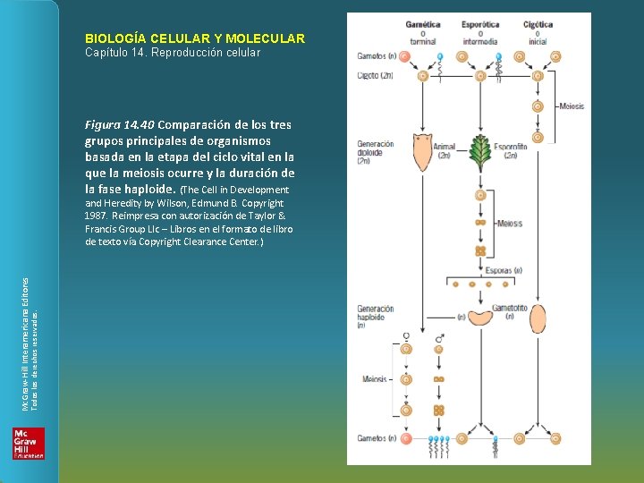 BIOLOGÍA CELULAR Y MOLECULAR Capítulo 14. Reproducción celular Figura 14. 40 Comparación de los