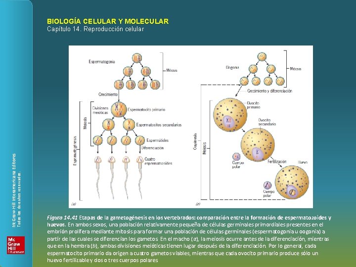 BIOLOGÍA CELULAR Y MOLECULAR Todos los derechos reservados. Mc. Graw-Hill Interamericana Editores Capítulo 14.