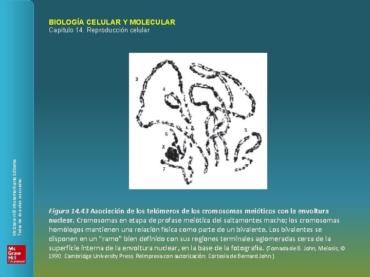 BIOLOGÍA CELULAR Y MOLECULAR Todos los derechos reservados. Mc. Graw-Hill Interamericana Editores Capítulo 14.