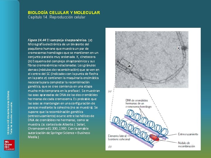 BIOLOGÍA CELULAR Y MOLECULAR Todos los derechos reservados. Mc. Graw-Hill Interamericana Editores Capítulo 14.