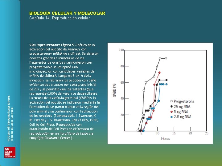 BIOLOGÍA CELULAR Y MOLECULAR Todos los derechos reservados. Mc. Graw-Hill Interamericana Editores Capítulo 14.