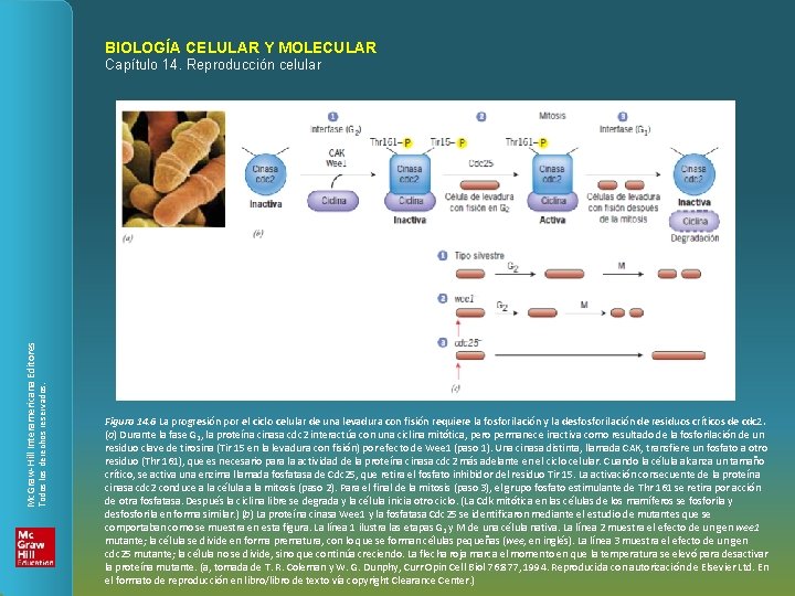 BIOLOGÍA CELULAR Y MOLECULAR Todos los derechos reservados. Mc. Graw-Hill Interamericana Editores Capítulo 14.