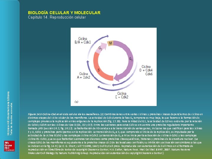 BIOLOGÍA CELULAR Y MOLECULAR Todos los derechos reservados. Mc. Graw-Hill Interamericana Editores Capítulo 14.