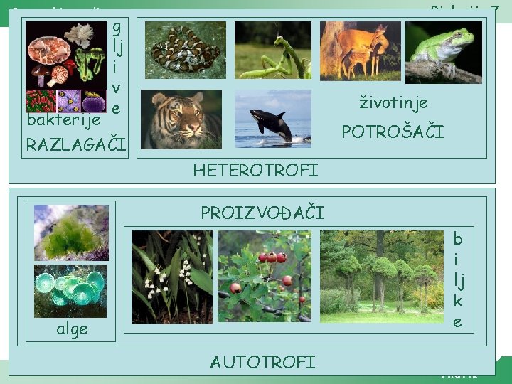 Biologija 7 Raznolikost živoga svijeta g lj i v e životinje bakterije RAZLAGAČI POTROŠAČI