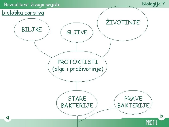 Biologija 7 Raznolikost živoga svijeta biološka carstva BILJKE ŽIVOTINJE GLJIVE PROTOKTISTI (alge i praživotinje)