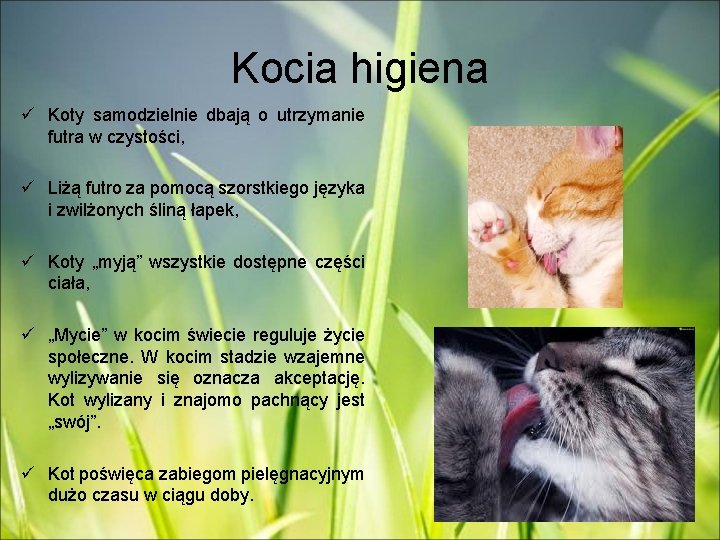 Kocia higiena ü Koty samodzielnie dbają o utrzymanie futra w czystości, ü Liżą futro