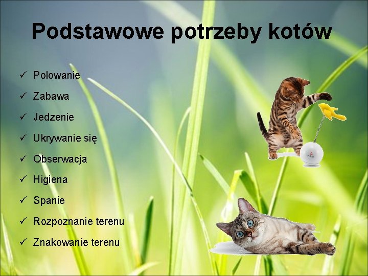 Podstawowe potrzeby kotów ü Polowanie ü Zabawa ü Jedzenie ü Ukrywanie się ü Obserwacja