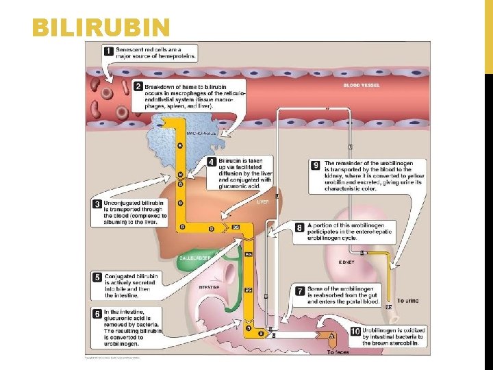 BILIRUBIN BILIRUBIN