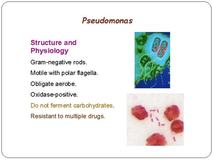 Pseudomonas Structure and Physiology Gram-negative rods. Motile with polar flagella. Obligate aerobe. Oxidase-positive. Do