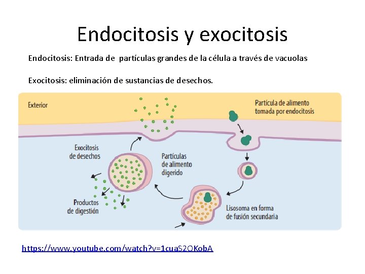 Endocitosis y exocitosis Endocitosis: Entrada de partículas grandes de la célula a través de