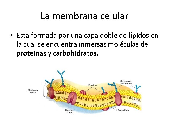La membrana celular • Está formada por una capa doble de lípidos en la