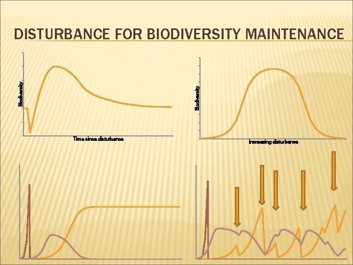 Biodiversity DISTURBANCE FOR BIODIVERSITY MAINTENANCE Time since disturbance Increasing disturbance 