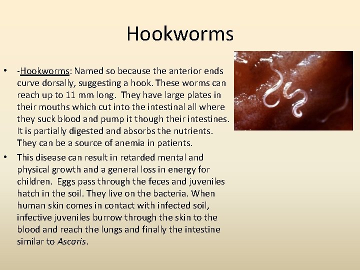 Hookworms • -Hookworms: Named so because the anterior ends curve dorsally, suggesting a hook.