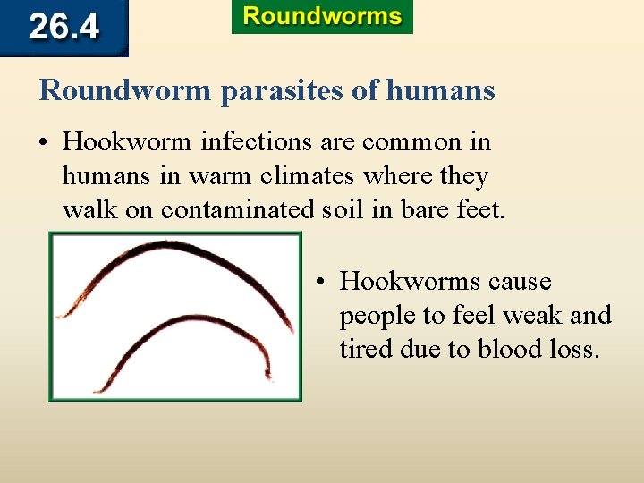 Roundworm parasites of humans • Hookworm infections are common in humans in warm climates