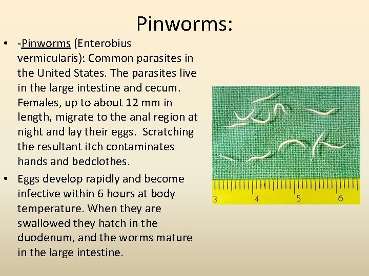 Roundworms Bonneville High School Invertebrate Zoology Section Objectives