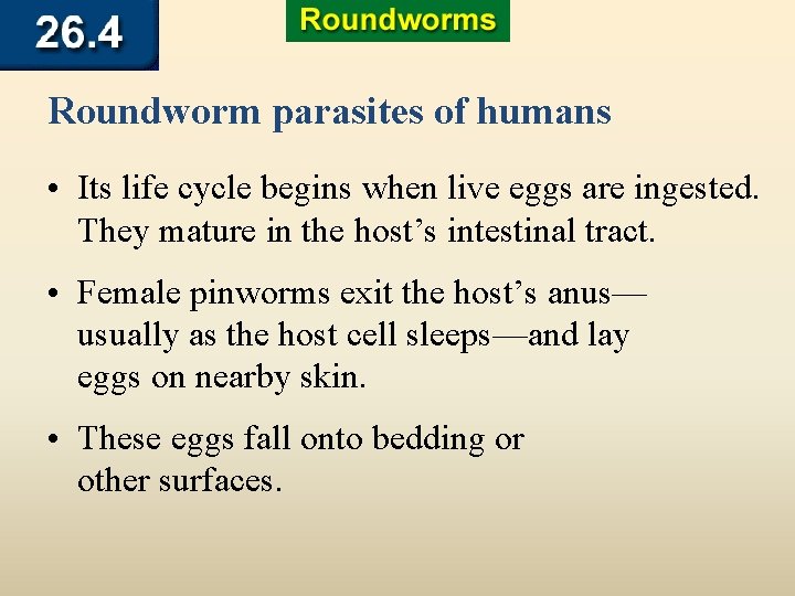 Roundworm parasites of humans • Its life cycle begins when live eggs are ingested.