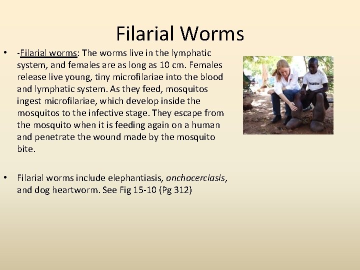 Filarial Worms • -Filarial worms: The worms live in the lymphatic system, and females