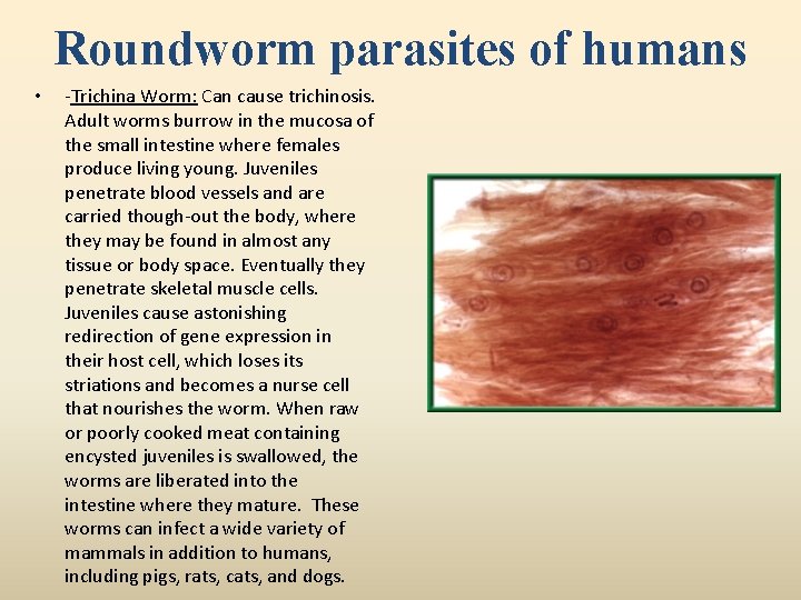 Roundworm parasites of humans • -Trichina Worm: Can cause trichinosis. Adult worms burrow in