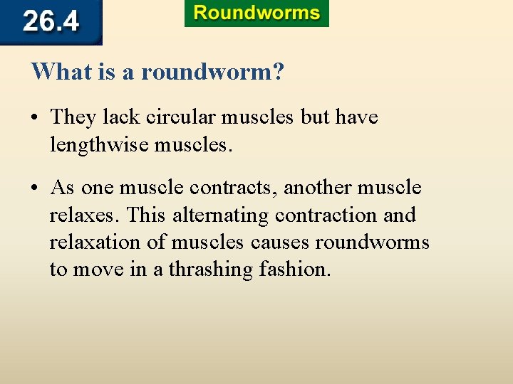 What is a roundworm? • They lack circular muscles but have lengthwise muscles. •