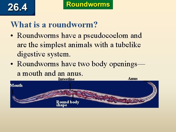 What is a roundworm? • Roundworms have a pseudocoelom and are the simplest animals