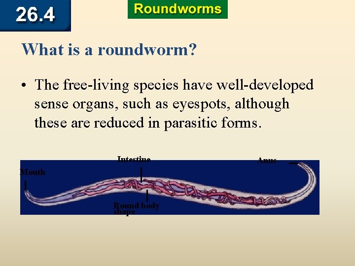 What is a roundworm? • The free-living species have well-developed sense organs, such as