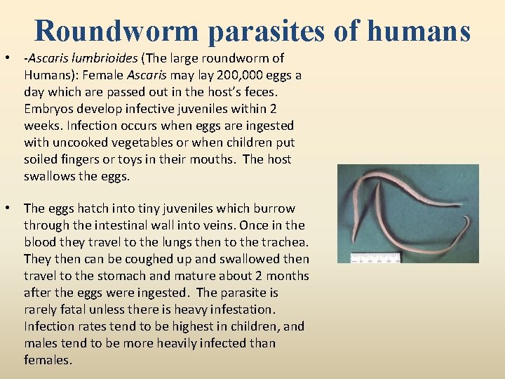 Roundworm parasites of humans • -Ascaris lumbrioides (The large roundworm of Humans): Female Ascaris