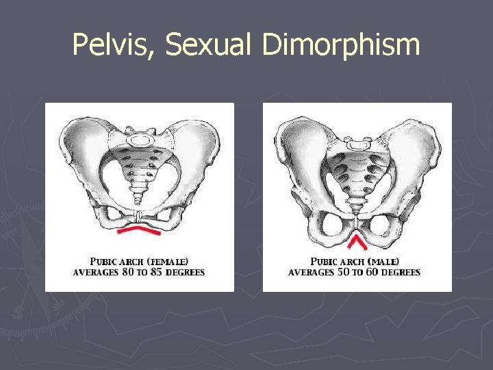 Pelvis, Sexual Dimorphism 
