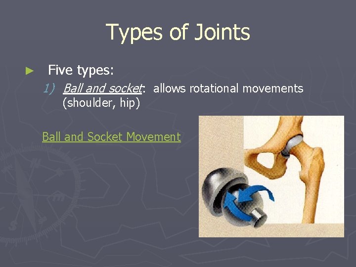 Types of Joints ► Five types: 1) Ball and socket: allows rotational movements (shoulder,