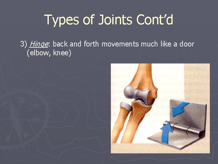 Types of Joints Cont’d 3) Hinge: back and forth movements much like a door